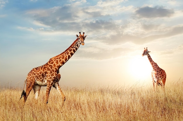 Żyrafa w afrykańskiej sawannie na tle pięknego zachodu słońca Park Narodowy Serengeti Tanzania Afryka Skopiuj miejsce