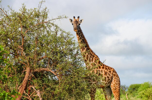 Żyrafa w Parku Narodowym Tsavo East Kenia Afryka