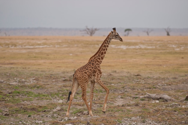 Żyrafa w Savannah