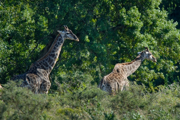 Żyrafa w siedlisku dżungli Park Narodowy Krugera Republika Południowej Afryki