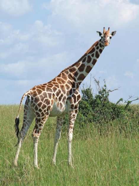 Zdjęcie Żyrafa w słonecznym afrykańskim otoczeniu