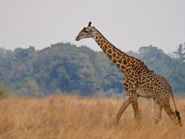 Żyrafa w South Luangwa National Park