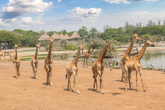 Żyrafa w zoo w Bangkoku w Tajlandii