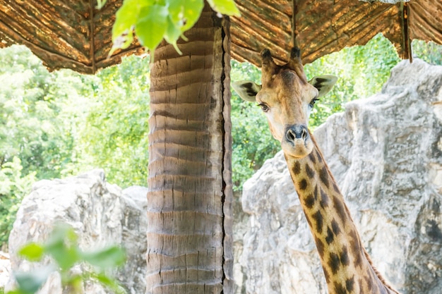 Żyrafa Zbliżenie Pod Parasolem W Tle Zoo