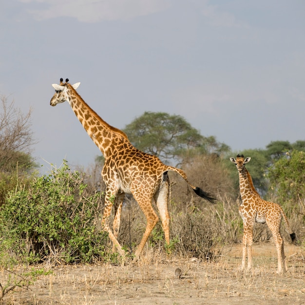 Żyrafy chodzi w Serengeti, Tanzania, Afryka