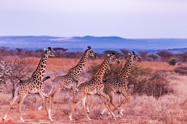 Żyrafy Kilimandżaro Krajobrazy Dzika przyroda Zwierzęta Park Narodowy Amboseli Hrabstwo Kajiado Kenia