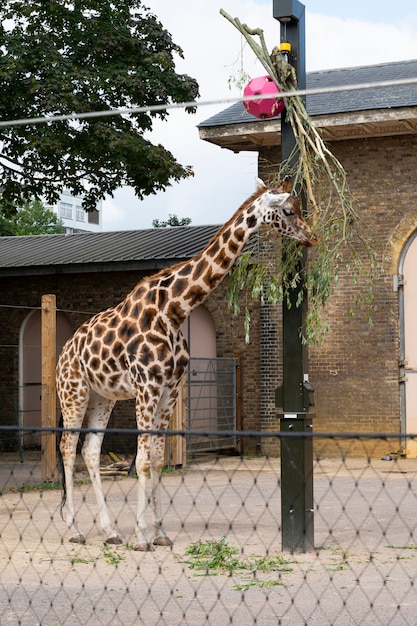 Żyrafy w londyńskim zoo w Regent Park