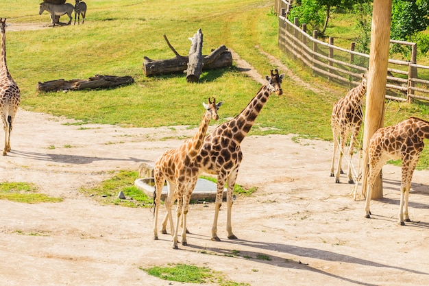 Żyrafy w zoo safari parku. Piękne dzikie zwierzęta w słoneczny ciepły dzień