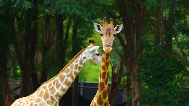 Żyrafy w zoo stoją przed lasem