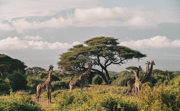 Żyrafy z widokiem na góry Kilimandżaro w Parku Narodowym Amboseli, Kenia