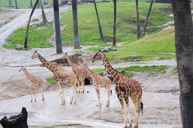 Żyrafy żyjące na zewnątrz jedzące wiele samotnych afrykańskich