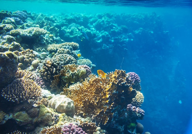 Żywa rafa koralowa w Morzu Czerwonym w Egipcie.