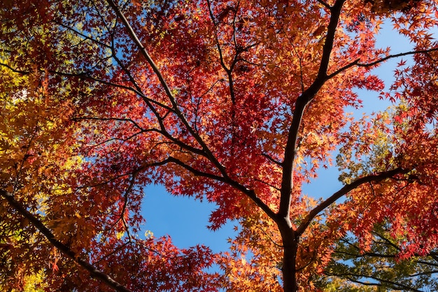 Żywe kolorowe japońskie klony w sezonie jesiennym, błękitne niebo.