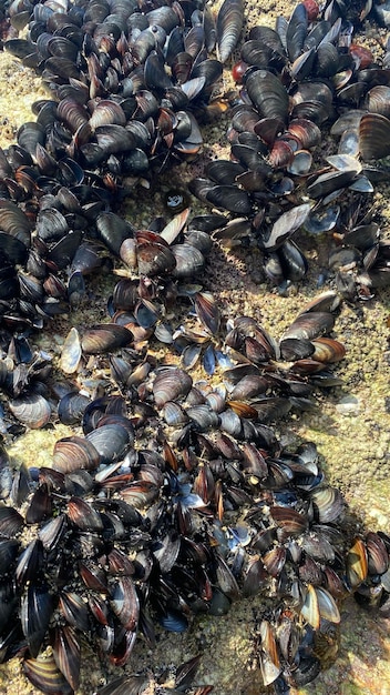 Żywe małże na skałach u wybrzeży Galicji w Hiszpanii. Małże z La Coruna w Galicji