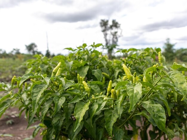 Żywe papryki chili - kolorowy wybuch ciepła