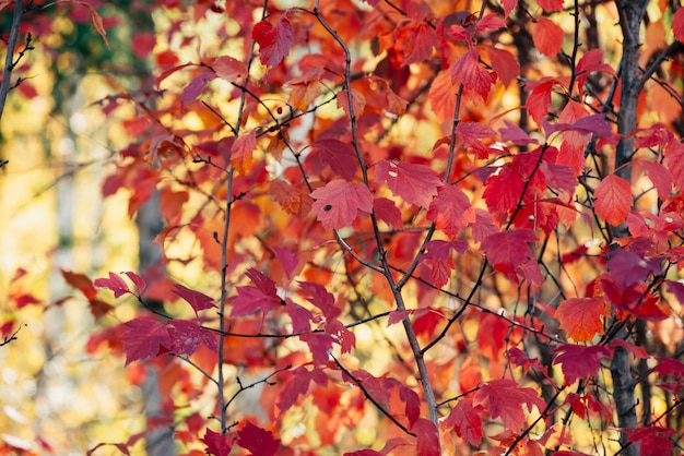 Żywi czerwoni liście głóg na jesieni bokeh tle.