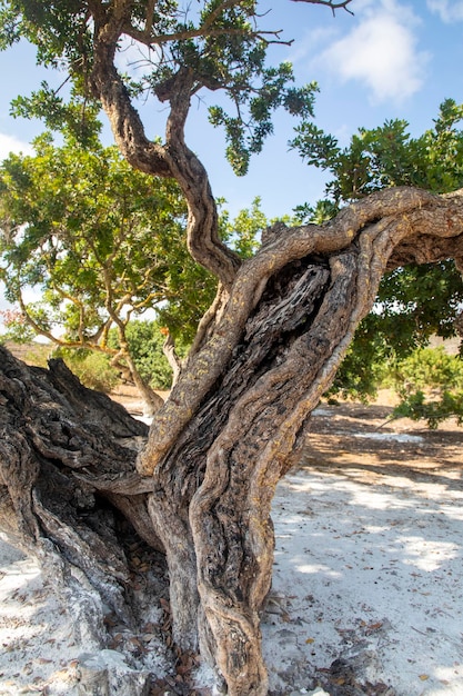Żywica mastyksowa wypływa z drzewa mastyksowego. Wyspa Chios - Grecja