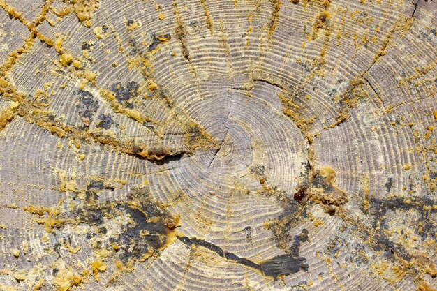 Żywica na ściętej sośnie Drewniane tekstury tła