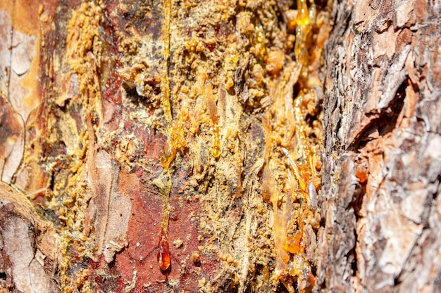 Żywica sosnowa Bursztynowo-żółta przezroczysta żywica naturalna na drewnieKrople żywicy sosnowej na tle kory