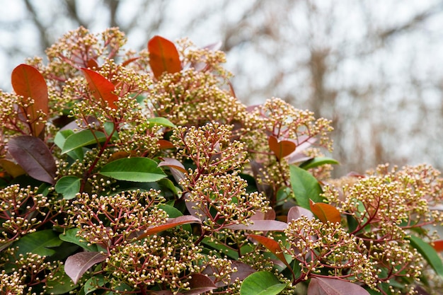 Żywopłot Photinia z białymi pąkami wczesną wiosną kwiecień