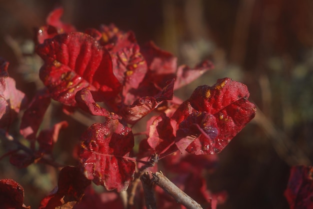 Żywy czerwony obraz zbliżenie roślin.