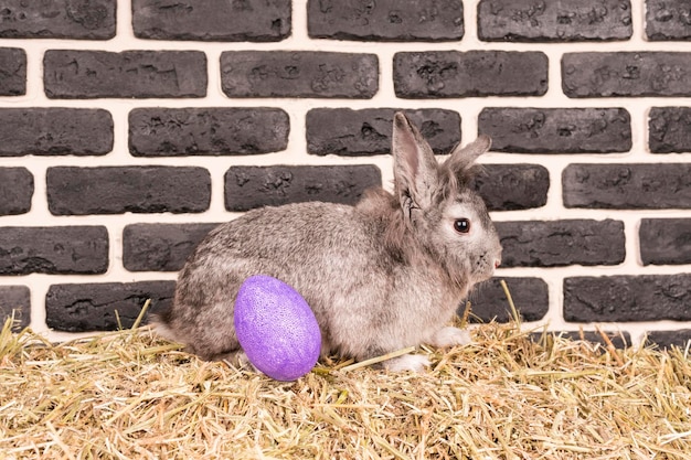 Żywy królik wielkanocny i pomalowane fałszywe jajko na sianie przy ścianie z cegły.