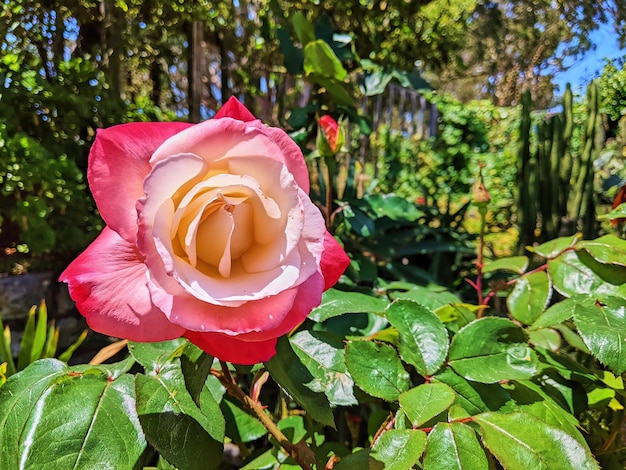 Żywy kwitnący róż z miękkimi płatkami i bujnymi liśćmi Bokeh