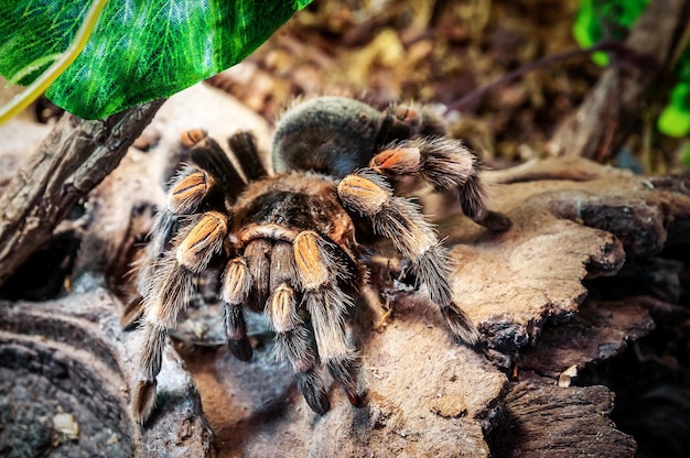 Żywy pająk tarantula redknee na kamieniu