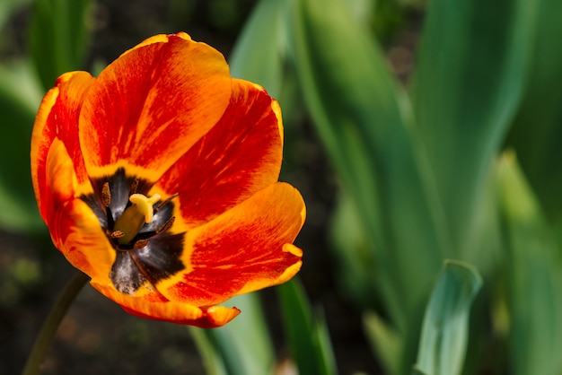 Żywy rozpieczętowany czerwony tulipan w makro. Malowniczy tło piękny czerwony i żółty kwiat. Widok z góry. Tłuczek i pręcik z bliska.