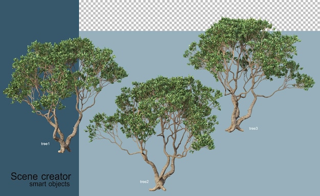 3d rendering of beautiful trees in various angles isolated
