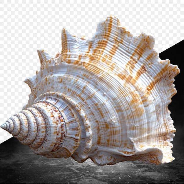 a shell with the word shell on it