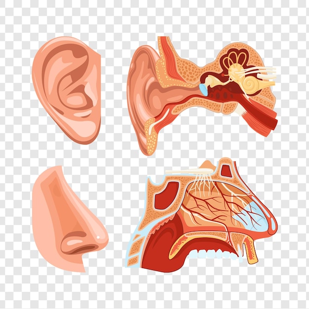 Anatomy of the Ear and Nose A Detailed Medical isolated on transparent background
