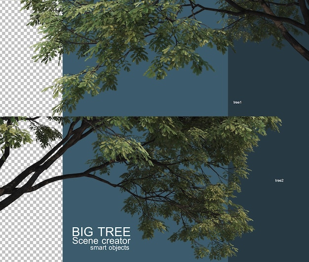 Beautiful big tree branches foreground