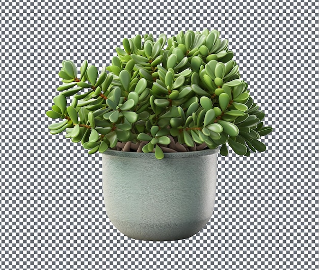 beautiful crassula plant isolated on transparent background
