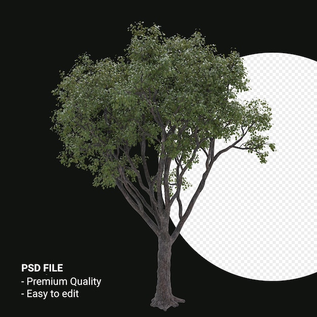 celtis occidentalis or hackberry tree 3d render isolated on transparent background