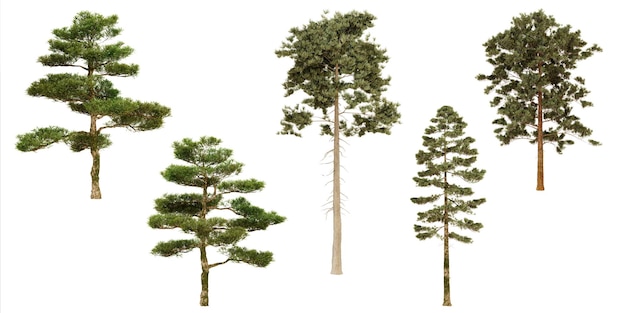 Collection of evergreen trees isolated on white background