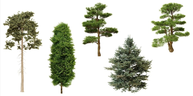 Collection of evergreen trees isolated on white background