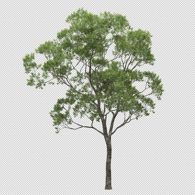 eucalyptus tree