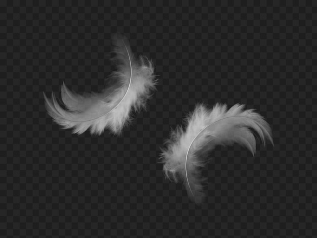 Feathers isolated on transparent background png psd