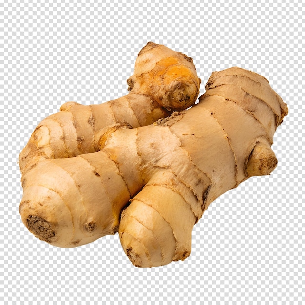 fresh raw ginger root isolated on transparent background natural spice with texture and details