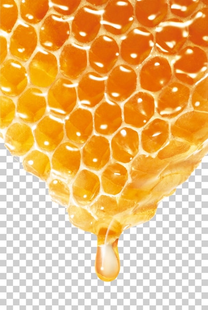 Golden Honeycomb Dripping Honey