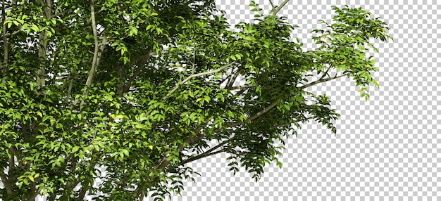 Greenery trees foliage growth on transparent backgrounds 3d rendering png