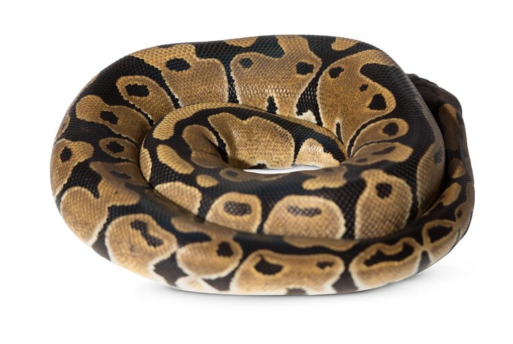 PSD highresolution snake photos featuring coiled and crawling poses for wildlife and exotic animal