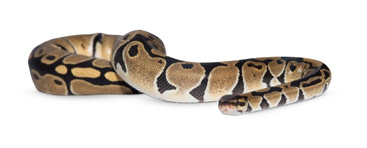 PSD highresolution snake photos featuring coiled and crawling poses for wildlife and exotic animal
