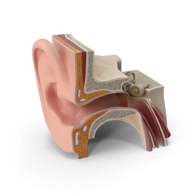 Human Ear Anatomy