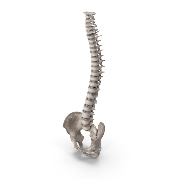 Human Spine and Pelvis Anatomy