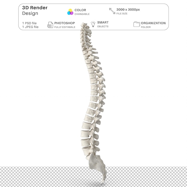 Human Spine Bone Anatomy 3D Modeling PSD File Realistic Human Anatomy