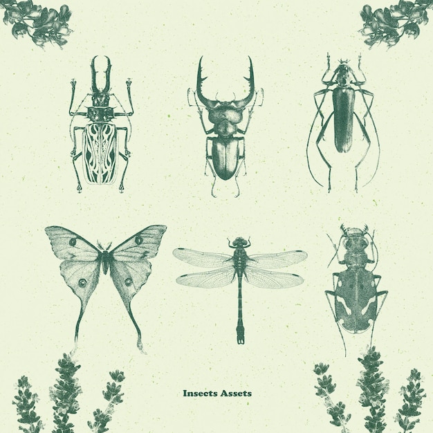 insect vintage illustrations for design and craftassets