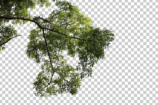 Lá cây nhiệt đới và tiền cảnh cành cây