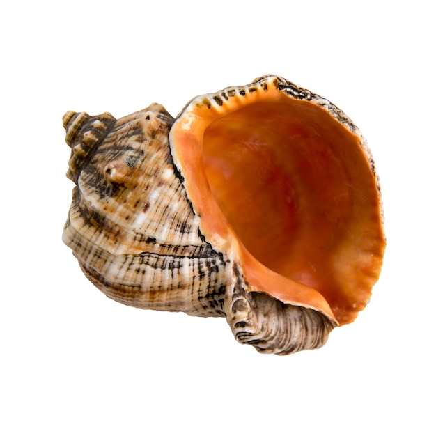 Large sea shell on a white isolated background